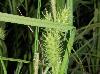 Carex lupulina