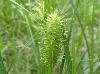 Carex lurida