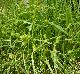 Carex lurida