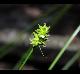 Carex muhlenbergii