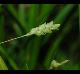 Carex planispicata