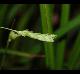 Carex planispicata