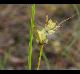 Carex tenax