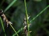 Carex texensis