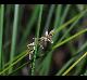 Carex texensis