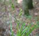 Carex tribuloides