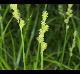 Carex tribuloides