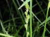 Carex tribuloides