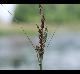 Carex verrucosa