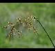 Cyperus articulatus