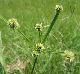 Cyperus croceus