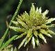 Cyperus croceus