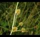 Cyperus croceus