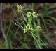 Cyperus croceus