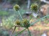 Cyperus echinatus