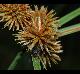 Cyperus echinatus