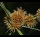 Cyperus echinatus