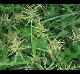 Cyperus esculentus