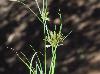 Cyperus flavescens