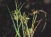 Cyperus flavescens