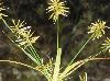 Cyperus hystricinus