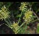 Cyperus hystricinus