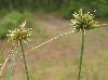 Cyperus lupulinus