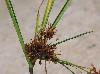 Cyperus ochraceus