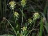 Cyperus plukenetii