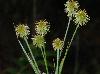 Cyperus plukenetii