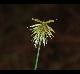 Cyperus plukenetii