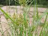 Cyperus polystachyos