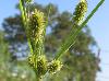 Cyperus retrorsus