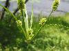 Cyperus retrorsus