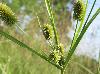 Cyperus retrorsus