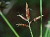 Cyperus rotundus