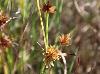 Cyperus squarrosus