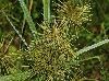 Cyperus strigosus