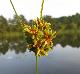 Cyperus virens