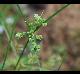 Cyperus virens