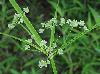 Cyperus virens