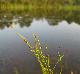 Eleocharis baldwinii