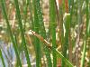 Eleocharis equisetoides