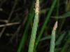 Eleocharis equisetoides