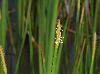 Eleocharis quadrangulata