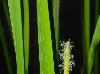 Eleocharis quadrangulata