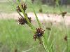 Rhynchospora glomerata