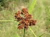 Scirpus atrovirens