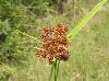 Scirpus atrovirens