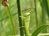 Scirpus cyperinus